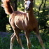 Very Special Filly
