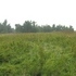 Daniels 49 Acres