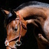 Stunning 2009 Zangersheide Holsteiner Gelding  