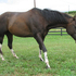 Flashy Paint gelding does it all