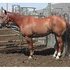 Taking offers on this excellent gelding!