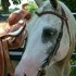 AQHA/APHA double registered gelding