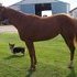 Nice mare for show or breeding