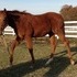 One Corona Yearling Filly