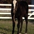 Knock Down Gorgeous Bay Yearling Filly