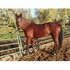 Nice mare