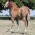 Gorgeous 2012 ApHC Filly!