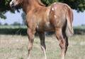 Gorgeous 2012 ApHC Filly!