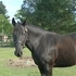 Black Tennessee Walker