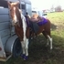 Saddlebred/Walker his name is Headliner 