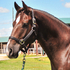 Gorgeous  year old QH gelding