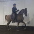 Saddlebred Mare - Humter/Jumper prospect