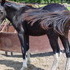 Reg APHA gelding
