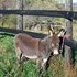 High Quality Miniature Donkey Breeding Jack 