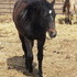 2012 AQHA IF First Down Dash Filly