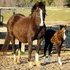 Flashy Show Pony or Broodmare!