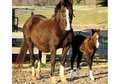 Flashy Show Pony or Broodmare!