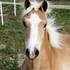 Haflinger Futurity foals