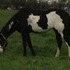 Loud Black Overo 2 yr old Filly