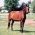 Beautiful bay gelding, needs riding partner!