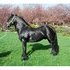 FHANA Friesian Stallion for stud