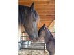 Custom Purebred Friesian foal for 2013.