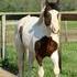 APHA stallion for 2012 breeding