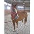 8 yr old Welsh Cross Pony Mare *Video*