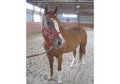 8 yr old Welsh Cross Pony Mare *Video*
