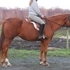 Easy Going WB/QH cross