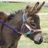 Friendly 2 year old Miniature donkey jack