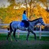 Fancy Grey TB Mare VERY QUIET