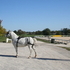 Welsh/Percheron cross draft pony