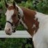 Registered Paint Mare - Video