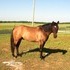 Registered Grullo Dun Gelding