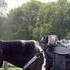 Black & White Spotted Saddle Mare