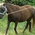 Sid's Rebel DAUGHTER with SHOW COLT!!!