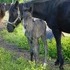 Started on Barrel QH Mare