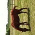 Gentle Kid Safe Gelding