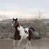 Beautiful Paint Hunter-Jumper