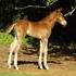 2012 Barrel/roping prospect