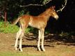 2012 Barrel/roping prospect