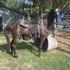 BLACK TWH GELDING