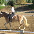 Lovely Haflinger Mare
