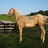 Palomino Paint stud