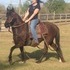 Beautiful Flashy Gelding! New Pics!