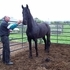 A Charming Filly
