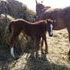 AQHA Pending 2013 Filly