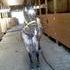Flashy Pony Mare
