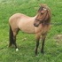 Great Trail Paso Fino Mare